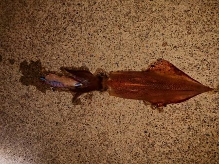 今年初のケンサキ